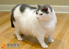 貓咪肥胖該如何給貓咪減肥？
