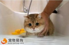 貓咪洗發水洗毛液選擇購買的注意事項