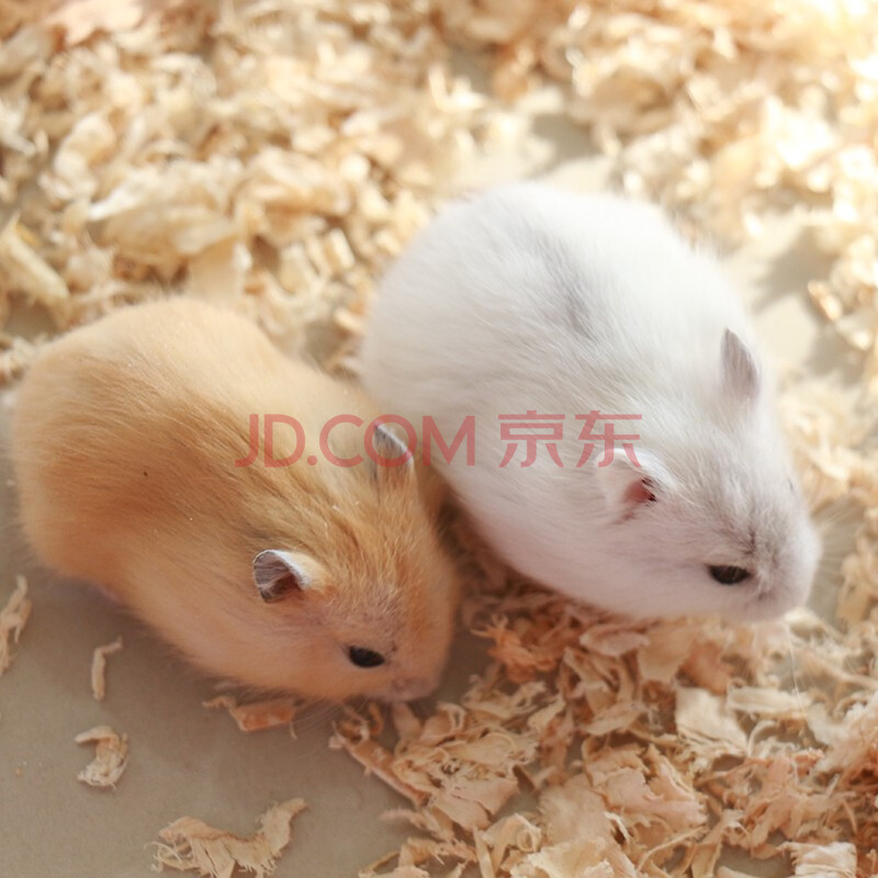 活物寵物倉鼠小倉鼠幼崽活體倉鼠寶寶金絲熊虎紋銀狐