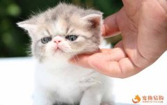 異國短毛貓為什么比其他貓掉毛？其實理由很簡單