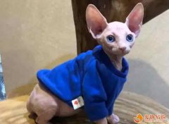 主人必須這么訓練加拿大無毛貓才能糾正貓咪叫不停的習慣