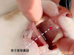 貓咪身體結構有6個小秘密！如果不知道的話就不需要養貓了