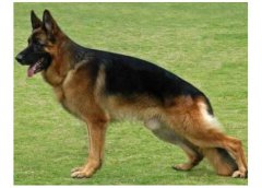 德國牧羊犬介紹犬種介紹_德國牧羊犬價格多少錢