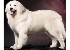 大白熊犬介紹犬種介紹_大白熊犬價格多少錢