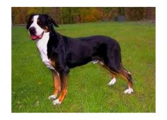 大瑞士山地犬介紹犬種介紹_大瑞士山地犬價格多少錢
