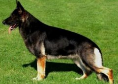 東德牧羊犬介紹犬種介紹_東德牧羊犬價格多少錢