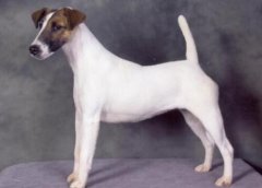 短毛獵狐梗介紹犬種介紹_短毛獵狐梗價格多少錢