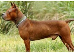 川東獵犬介紹犬種介紹_川東獵犬價格多少錢