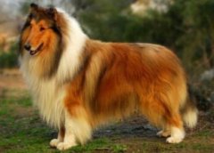 粗毛柯利犬介紹犬種介紹_粗毛柯利犬價格多少錢