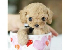 茶杯犬介紹犬種介紹_茶杯犬價格多少錢