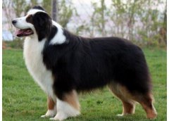 邊境牧羊犬介紹犬種介紹_邊境牧羊犬價格多少錢