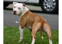 比特犬介紹犬種介紹_比特犬價格多少錢