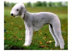 貝靈頓梗介紹犬種介紹_貝靈頓梗價格多少錢