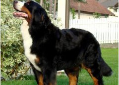 伯恩山犬介紹犬種介紹_伯恩山犬價格多少錢