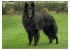 比利時牧羊犬介紹犬種介紹_比利時牧羊犬價格多少錢