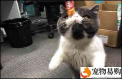 公貓絕育后必須留意什么?