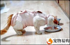 公貓最好絕育手術時間?貓貓絕育要多少錢?