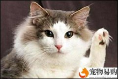 母貓絕育有關事宜大伙兒能夠掌握下
