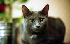 孟買貓性格特征介紹_孟買貓多少錢孟買貓好養嗎？