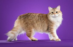 西伯利亞森林貓品種特征介紹_西伯利亞森林貓多少錢好養嗎