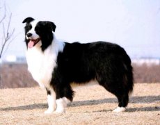 好聽的狗狗名字都有哪些?怎么給狗狗起名?
