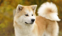 秋田犬洗澡方法和注意事項有哪些?