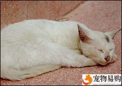 用什么方法來訓練貓咪的不良行為？
