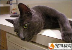 訓練改善貓咪撕咬習慣的正確方法